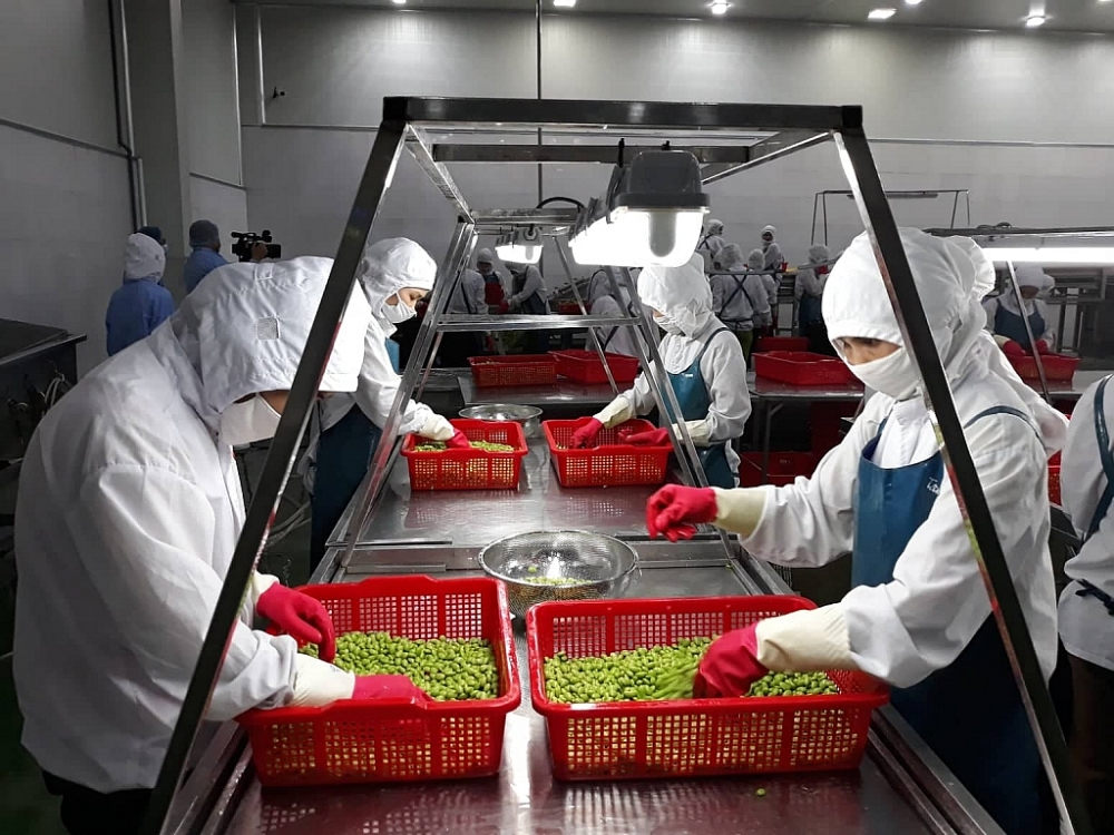 Le Vietnam vise à construire une agriculture marchande moderne et verte